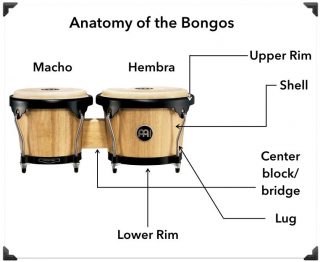 Anatomy of the Bongos