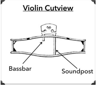 Violin Cutview