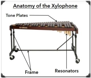 anatomy of the xylophone